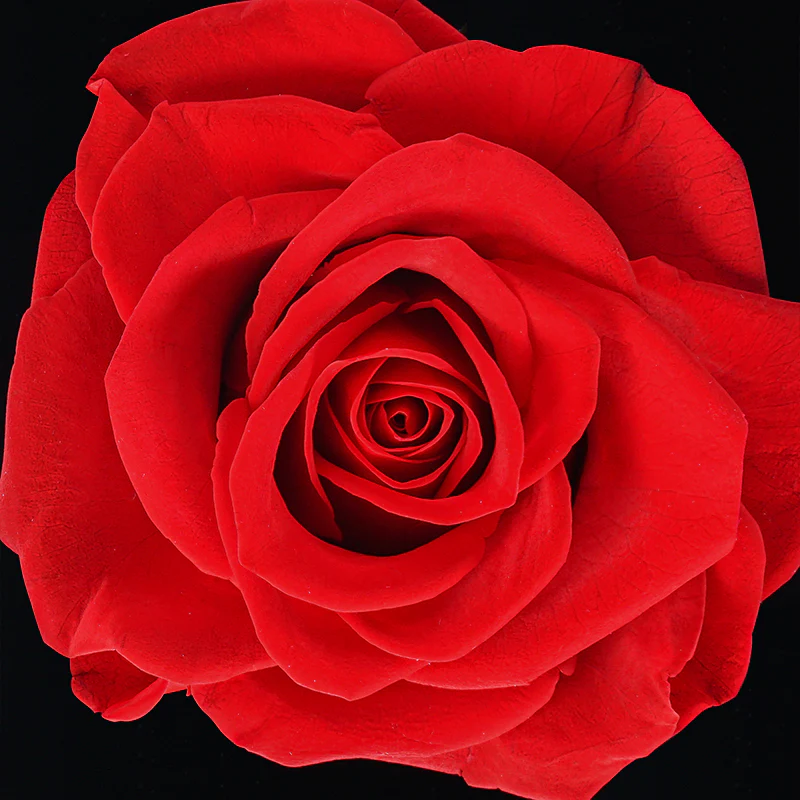 Enchanted Rose - Image 5