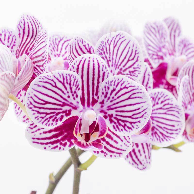 Lavender Delight Orchid - Image 2