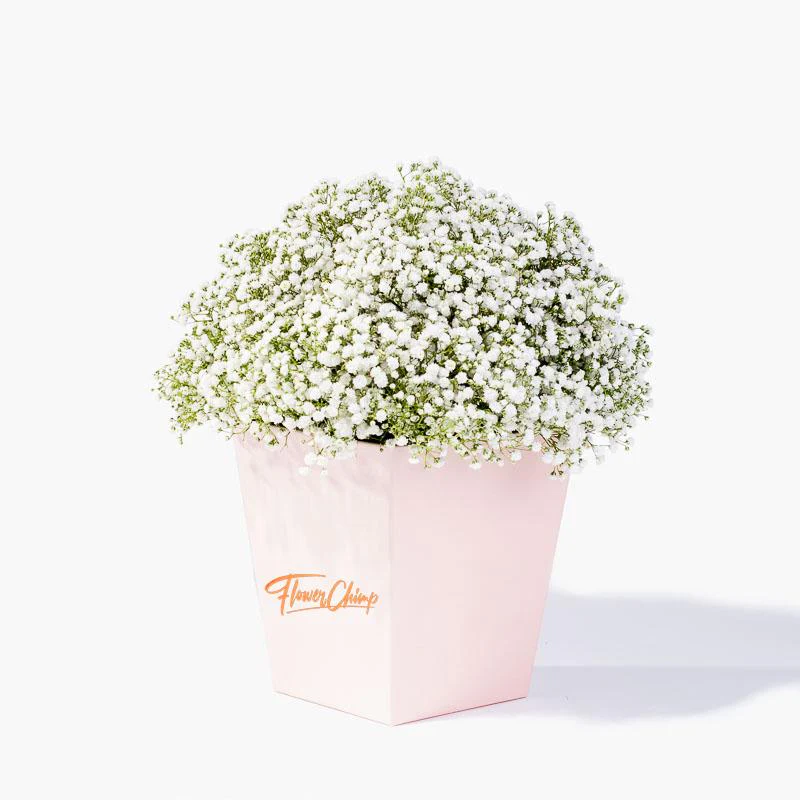 Sweet Baby Breath - Image 2