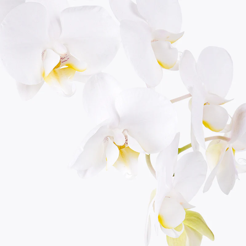 White Delight Orchid - Image 2